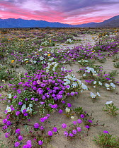 Desert landscape at sunset, with flowering Sand verbena (Abronia), Desert gold (Geraea canescens), and Birdcage evening primrose (Oenothera deltoides), with the Santa Rosa Mountains in background.  An...