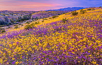 Whipple Mountain foothills, with mass bloom of Notch-leaf scorpion-weed (Phacelia crenula) and Heartleaf evening primrose (Camissonia cardiophylla) Whipple Mountain Wilderness in background, Sonoran D...