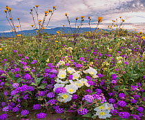 Desert landscape with flowering Sand verbena (Abronia), Desert gold (Geraea canescens), and Birdcage evening primrose (Oenothera deltoides) Anza-Borrego State Park, California, USA. March 2017. These...