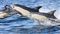 Indo-Pacific common dolphins (Delphinus delphis tropicalis) swimming at speed. South Africa, Indian Ocean.