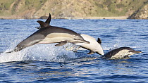 Indo-pacific common dolphins (Delphinus delphis tropicalis) in coordinated attack on baitball. South Africa, Indian Ocean.
