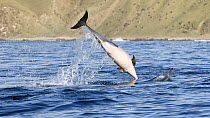 Female Indo-pacific common dolphin (Delphinus delphis tropicalis) diving back into the water to catch fish. South Africa, Indian Ocean.