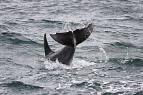 Indo-Pacific Bottlenose dolphin (Tursiops aduncus) tail slap, South Africa, Indian Ocean.