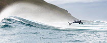 Indo-Pacific bottlenose dolphin (Tursiops aduncus) leaping out of the surf, South Africa, Indian Ocean.