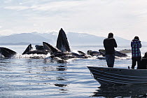 Humpback whales (Megaptera novaeangliae) bubble-net feeding, in front of a dinghy with tourists. Chatham Strait, Alaska, USA.