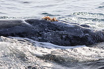View of the underside of an adult female humpback whale (Megaptera novaeangliae) with hemispherical lobe and mammary slits visible. Acorn barnacles (Coronula diadema), which are found only on humpback...
