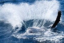 Humpback whale (Megaptera novaeangliae) male calf landing after breaching. Vava&#39;u, Tonga, South Pacific.