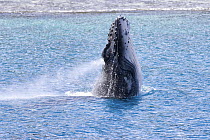Humpback whale (Megaptera novaeangliae) calf breaching. Vava'u, Tonga, South Pacific.