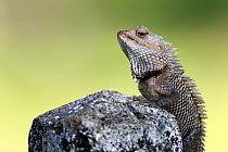 Changeable lizard (Calotes versicolor) on a rock, Sri Lanka.