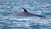 Dorsal fin of Bryde's whale (Balaenoptera edeni), Gulf of Thailand, Pacific Ocean.