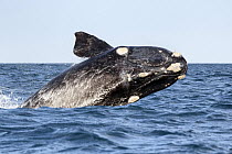 Southern right whale (Eubalaena australis) breaching. South Africa. Indian Ocean.