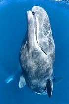 Sperm whale (Physeter macrocephalus) adult female, at the ocean surface with her mouth slightly open. Sri Lanka, Indian Ocean.