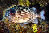 Shadowfin soldierfish (Myripristis adusta), Caroline Islands, Palau, Philippine Sea, Pacific Ocean.