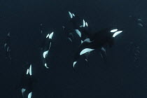 Killer whales / Orcas (Orcinus orca) group passing at depth.Hamn, Senja, Norway, Atlantic Ocean.