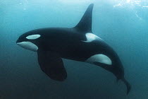 Killer whale / Orca (Orcinus orca) mature male, swimming underwater. Hamn, Senja, Norway, Atlantic Ocean.