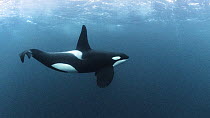 Killer whale / Orca (Orcinus orca) mature male, swimming underwater. Hamn, Senja, Norway, Atlantic Ocean.