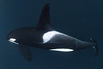 Killer whale (Orcinus orca) male with rake marks visible along back. Hamn, Senja, Norway, Atlantic Ocean.