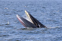 Eden's whale (Balaenoptera edeni edeni) male feeding on anchovies using the drawbridge technique. The whale opens his mouth at the surface of the water and remains still, whilst shoaling anchovies jum...