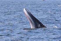 Eden's whale (Balaenoptera edeni edeni) male feeding on anchovies using drawbridge technique. The whale raises his head above the water then drops his lower jaw rapidly as if lowering a drawbridge. Gu...