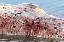 Bryde's whale (Balaenoptera edeni) female's carcass covered with bites from cookie cutter sharks, indicating that the whale spent substantial time in deep water, where cookie cutter sharks reside. Gul...
