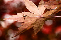 California maple aphid (Periphyllus californiensis) adult female with a cluster of nymphs gathered on the underside of a Japanese maple (Acer sp.) leaf in the autumn. Kanagawa, Japan.