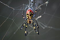 Joro spider (Nephilia clavata) female a type of golden silk orb-weaver spider common in Japan during the autumn. With the spider's chelicerae, or jaws, clearly visible. These deliver a neurotoxin simi...