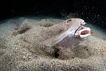Japanese angelshark (Squatina japonica) engaged in ambush predation, leaping out of the sand to catch a small silver-stripe round herring (Spratelloides gracilis). The shark's extended jaws are clearl...