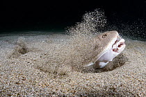 Japanese angelshark (Squatina japonica) engaged in ambush predation, leaping out of the sand to catch a small silver-stripe round herring (Spratelloides gracilis). The cloud of sand thrown up by the s...