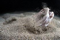 Japanese angelshark (Squatina japonica) engaged in ambush predation, leaping out of the sand to catch a small silver-stripe round herring (Spratelloides gracilis). Japan, Pacific.