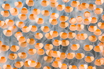 Close-up view of Hairchin goby (Sagamia geneionema) eggs. Miho, Shizuoka Prefecture, Japan, Pacific.