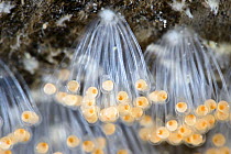 Hairchin goby (Sagamia geneionema) eggs. Though still early in development, individual transparent fish embryos are visible attached to the yellow-orange yolk sacs. Miho, Shizuoka Prefecture, Japan, P...