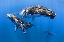 Humpback whale (Megaptera novaeangliae) male calf relaxing with his mother and an escort whale in the background. Vava&#39;u, Tonga, South Pacific.