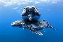 Humpback whale calf (Megaptera novaeangliae) male resting beneath his resting mother. Vava&#39;u, Tonga, South Pacific.