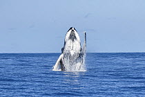 Humpback whale (Megaptera novaeangliae) breaching, Vava'u, Tonga, South Pacific.