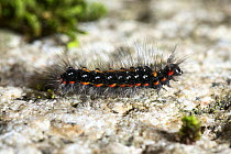 Caterpillar of a Tussock moth (Euproctis piperita), Hontanikawa Keikoku, Yamanashi Prefecture, Japan.