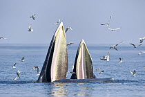 Bryde's whale (Balaenoptera edeni edeni) adult female feeding on anchovies with her calf. Gulf of Thailand, Pacific.