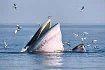 Bryde's whale (Balaenoptera edeni edeni) adult female feeding at surface on anchovies with her calf. Gulf of Thailand, Pacific.