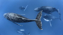 Humpback whales (Megaptera novaeangliae) male during a competetive heat run. Vava'u, Tonga, South Pacific.