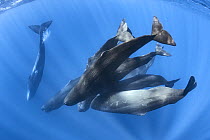 Sperm whale (Physeter macrocephalus) group engaged in social activity, with one whale separated from the group while passing gas. Flatulence is common when sperm whales socialise near the ocean surfac...