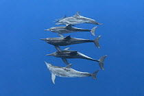 Rough-toothed dolphins (Steno bredanensis) small group swimming at depth. Vava'u, Tonga, South Pacific.