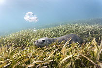 Australian sea lion (Neophoca cinerea) lying in a bed of sea grass, blowing bubbles. Carnac Island, Western Australia.