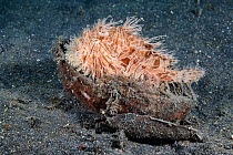 Hairy frogfish (Antennarius striatus) that has crawled into a coconut shell to rest with a full stomach, after eating a very large and long pipefish. North Sulawesi, Indonesia, Pacific Ocean.