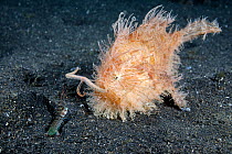 Hairy frogfish (Antennarius striatus) attempting to attract a small mantis shrimp by waving its lure, North Sulawesi, Indonesia.