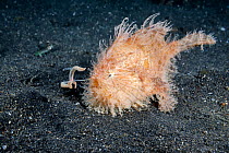 Hairy frogfish (Antennarius striatus) using its lure to attract a mantis, North Sulawesi, Indonesia.