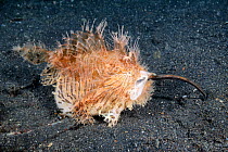 Hairy frogfish (Antennarius striatus) eating a very large pipefish headfirst,  North Sulawesi, Indonesia, Pacific Ocean.