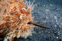 Hairy frogfish (Antennarius striatus) eating a very large pipefish headfirst,  North Sulawesi, Indonesia, Pacific Ocean.