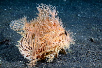 Hairy frogfish (Antennarius striatus) eating a very large pipefish headfirs. Tail is  just visible and stomach distended,   North Sulawesi, Indonesia, Pacific Ocean.