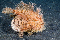 Hairy frogfish (Antennarius striatus) with distended stomach after eating a very large pipefish,  North Sulawesi, Indonesia, Pacific Ocean.