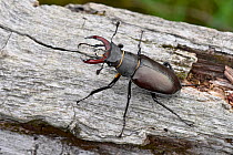 Stag beetle (Lucanus cervus) male on dead Oak branch, Hertfordshire, England, UK, June