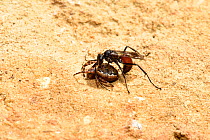Pompilid / Spider hunting wasp (Caliadurgus fasciatellus) stinging Spider prey (Nuctenea umbratica)  as it drags it back to its burrow, Oxfordshire, England, UK, September